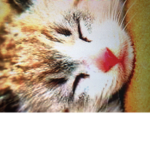 cat army yes