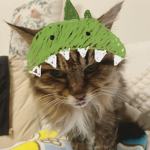 kittydacatt