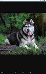Huskypeople