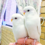 Budgie Buddies