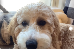 Puppieslover125