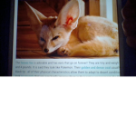 Fennec Fox Studios