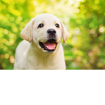 Puppy Adoption Center
