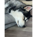 My dog Midas