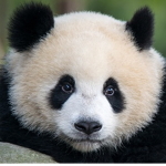 Panda Line Production