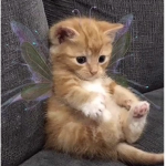 dreamzies