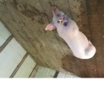 Pigs for life:)