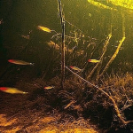 fishfood
