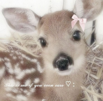 miss deer