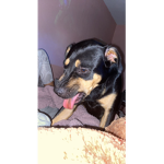 Poopie pop tart poops