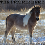 The Prairie Herd