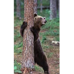 HBA (Hunters of bears anonymous