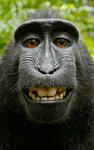 Monkey_Gang123