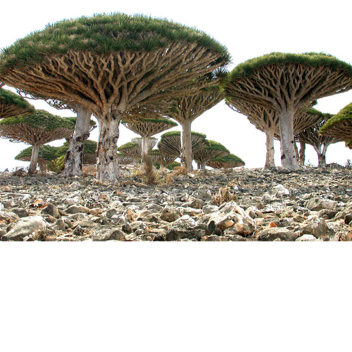 Trippy Fighting Arena