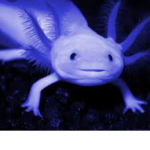 the axolotl squad official