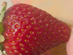 Rebel Red