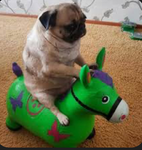 Puggo Productions