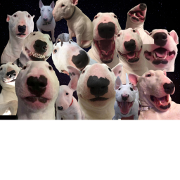 Doggo Paradise