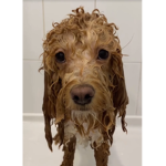 soggy doggy pack
