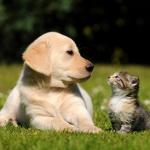 the pet animal group