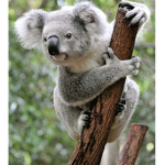 Koala s q a u d