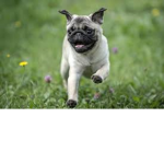 The pug Kingdom of good pugs