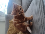 Kitten s fans only