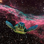 the turtle god