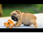 Pugs super group