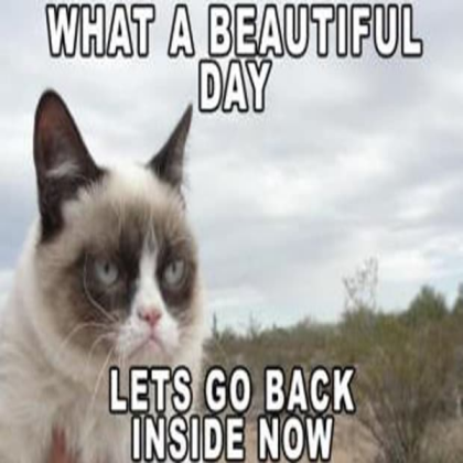 cat meme Roblox decal