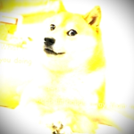 doge ilienits