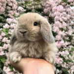 Bunny rabbit inc.