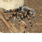 Jake's Tarantula Group