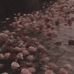 Rose.Petals.