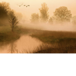 birds flying in orange and a lake as well