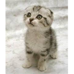 do you like cats