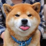 MEWdog