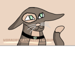 Worrior cat/ twitch group
