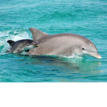 Bottle Nose Dolphin