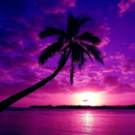 Purple Tropical Vibes!