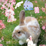 •lil’ bunnies•