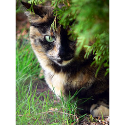 : Apple Clan : Forest Territory :