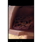 Reptile Info