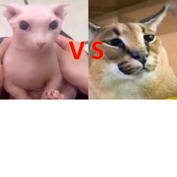 Bingus Vs Floppa