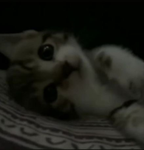 zlbez
