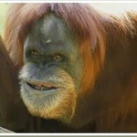 Monke’s Monke Group