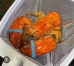 Orange lobster studios