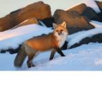 Fox Fox family
