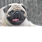 pugthepro