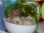Hamster Lovers